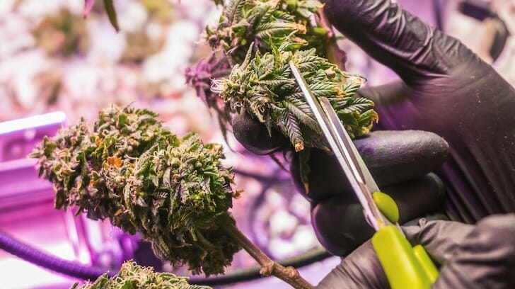 Manicuring Cannabis Buds
