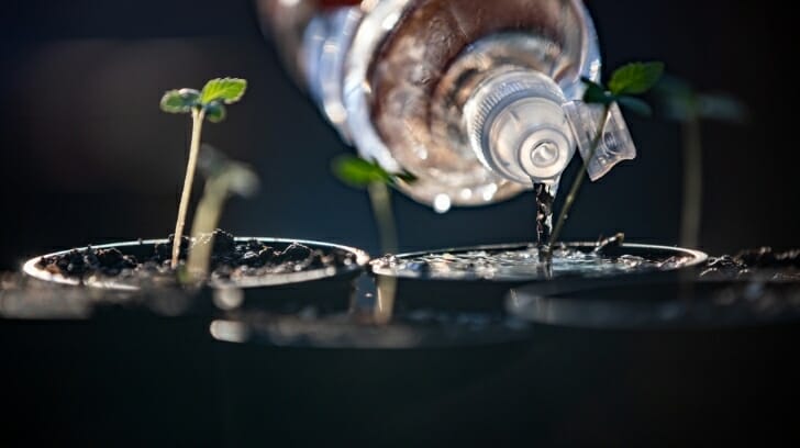 Watering Cannabis Seedlings