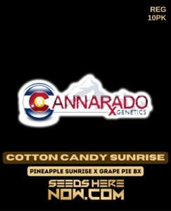 Cotton Candy Sunrise (regular) - Cannarado Genetics