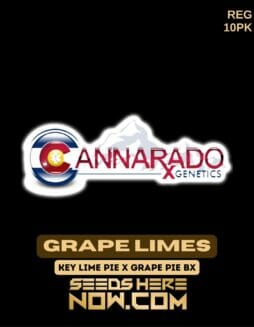 Cannarado Genetics - Grape Limes {REG} [10pk]Cannarado Genetics - Grape Limes