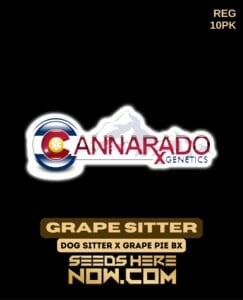 Grape Sitter (regular) - Cannarado Genetics
