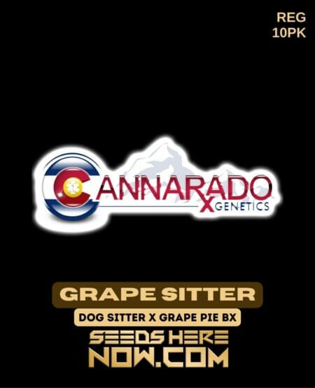 Cannarado Genetics - Grape Sitter