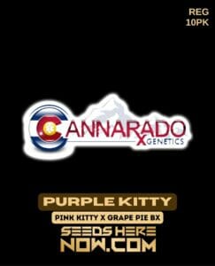 Purple Kitty (regular) - Cannarado Genetics