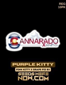 Cannarado Genetics - Purple Kitty {REG} [10pk]Cannarado Genetics - Purple Kitty