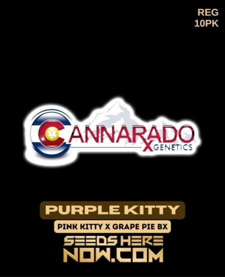 Cannarado Genetics - Purple Kitty