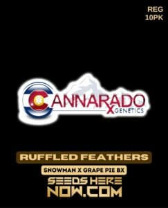Ruffled Feather (regular) - Cannarado Genetics