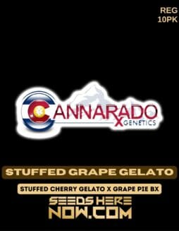 Cannarado Genetics - Stuffed Grape Gelato {REG} [10pk]Cannarado Genetics - Stuffed Grape Gelato