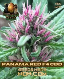 Panama Red F4 CBD (Regular) - Crickets and Cicada Seeds