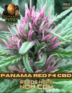 Crickets and Cicadas Seeds - Panama Red F4 CBD {REG} [12pk]Crickets Cicadas Panama Red F4 Cbd