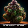 Bear Assed Monkey (Autoflower) (space) Mephisto Genetics