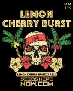 Lemon Cherry Burst (feminized) - Elev8 Seeds