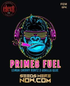 Prime8 fuel (feminized) - elev8 seeds