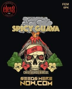 Spicy Guava (feminized) - Elev8 Seeds