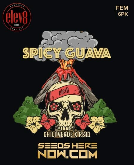 Elev8 - Spicy Guava