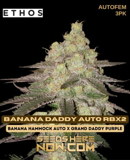 Ethos Banana Daddy Auto Rbx2