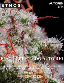 Ethos Genetics - Peach Crescendo Auto RF3 {AUTOFEM} [6pk]Ethos Genetics – Peach Crescendo Auto RF3
