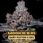 Mookie B R1 (Feminized) - Ethos Genetics