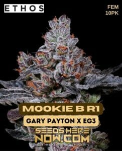 Mookie B R1 (feminized) - Ethos Genetics