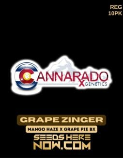 Cannarado Genetics - Grape Zinger {REG} [10pk]Grape Zinger {REG} [10pk]