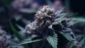 Premium Quality Kush Mints Strain Seeds For Sale Online – Premium Quality Kush Mints Strain Seeds for Sale Online