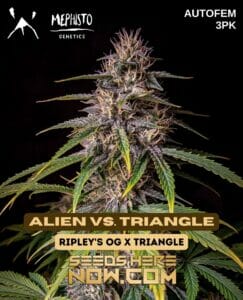 Alien Vs. Triangle (autoflower) - Mephisto Genetics