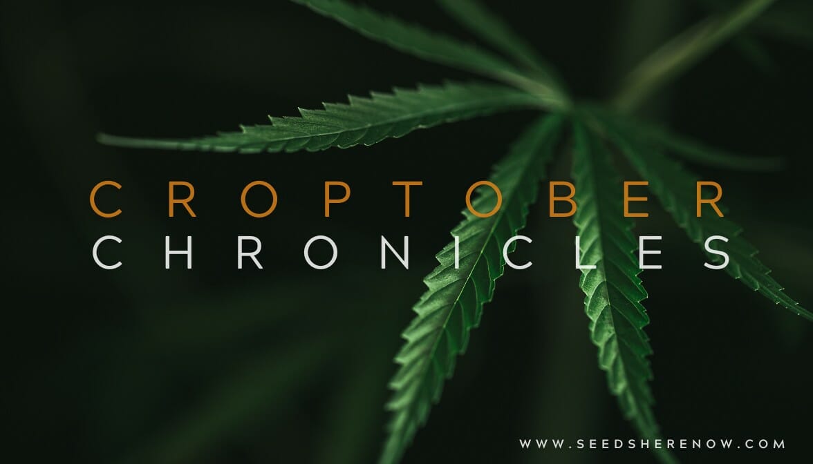 Dive Into the Croptober Chronicles: A Month-Long Cannabis Celebration!