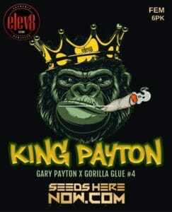 King Payton (feminized) - Elev8 Seeds