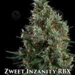 Zweet Inzanity RBX (Feminized) - Ethos Genetics
