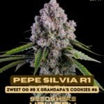 Pepe Silvia R1 (Feminized) - Ethos Genetics