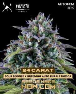 24 carat (autoflower) - mephisto genetics