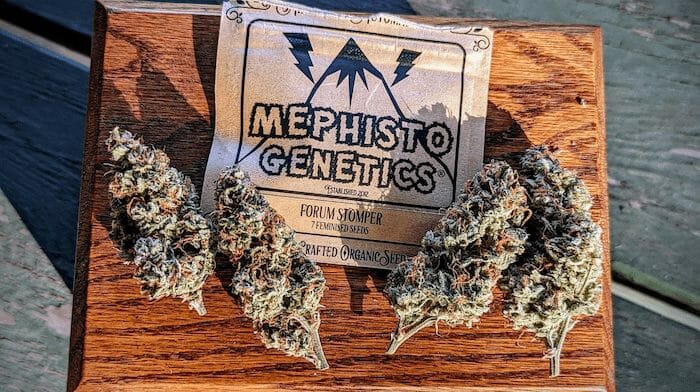 Discover Superior Strains with Mephisto Genetics: A Breeder Review