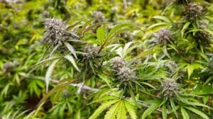 Mastering the Final Stages of the Outdoor Flowering Cycle: Dos and Don'ts
