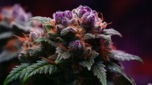 Discover The Red Velvet Strain (Lemon Cherry Gelato X Pina Acai) – Red Velvet strain review