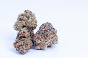Slurricane Strain Review (Do(Space)Si(Space)Dos X Purple Punch) – Slurricane Strain Review (Do(space)Si(space)Dos x Purple Punch)
