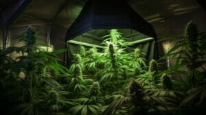 Growing With Limited Space: Small(Space)Scale Cannabis Cultivation Tips – Growing With Limited Space: Small(space)Scale Cannabis Cultivation Tips