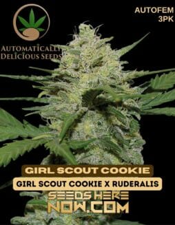 Automatically Delicious - Girl Scout Cookie Auto {AUTOFEM} [3pk]Automatically Delicious - Girl Scout Cookie Auto