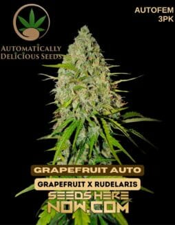 Automatically Delicious - Grapefruit Auto {AUTOFEM} [3pk]Automatically Delicious - Grapefruit Auto 3