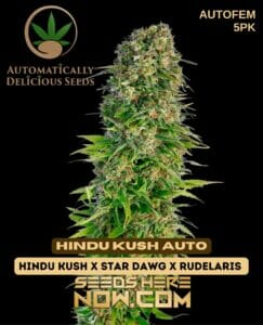 Hindu Kush Auto (autoflower) - Automatically Delicious