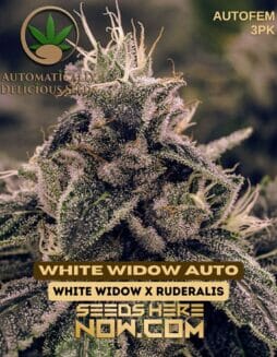 Automatically Delicious - White Widow Auto {AUTOFEM} [3pk]Automatically Delicious - White Widow Auto