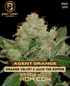 Agent Orange (regular) - Best Coast Genetics