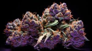 Experience The Blue Gushers Strain (Triangle Kush X Gelato #41) – Experience the Blue Gushers Strain (Triangle Kush x Gelato #41)