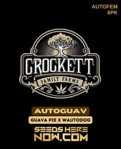 Autoguav (autoflower) - Crockett Family Farms