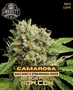 Camarosa (regular) - Crockett Family Farms