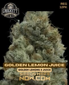 Golden Lemon Juice (regular) - Crockett Family Farms