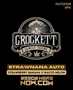 Strawnana Auto (Autoflower) (space) Crockett Family Farms