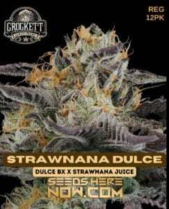 Strawnana Dulce (regular) - Crockett Family Farms