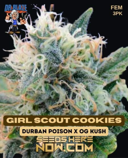 Dr Blaze - Girl Scout Cookies