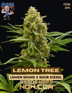 Dr. Blaze - Lemon Tree {FEM} [3pk]Dr. Blaze - Lemon Tree