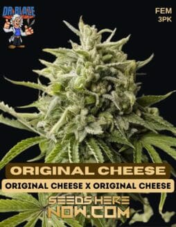 Dr. Blaze - Original Cheese {FEM} [3pk]Dr. Blaze - Original Cheese