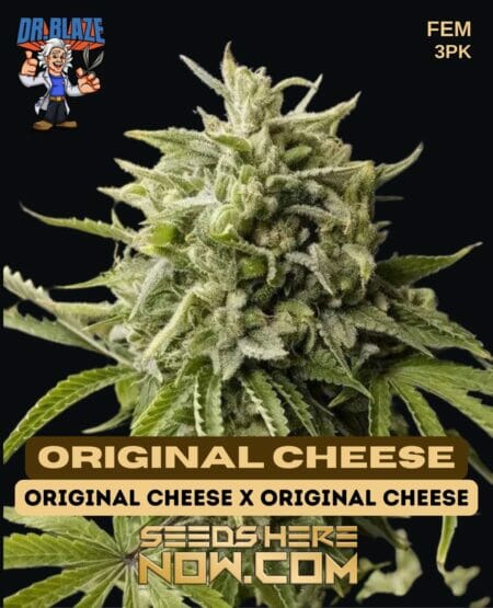 Dr. Blaze - Original Cheese